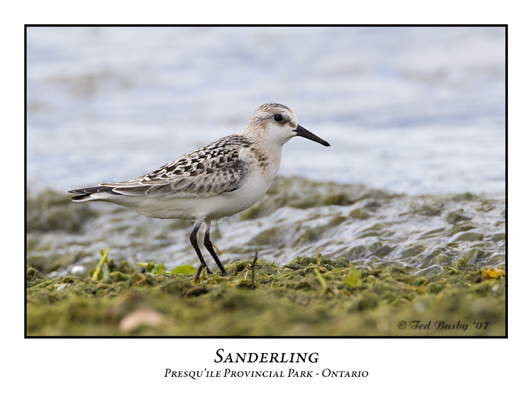 Sanderling-001