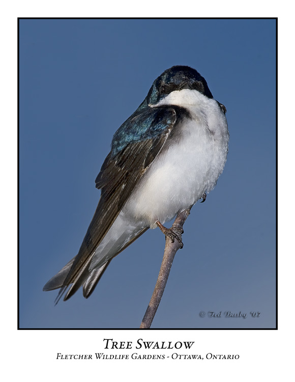 Tree Swallow-001