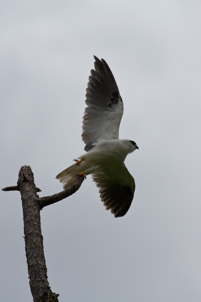  Black-shouldered Kite