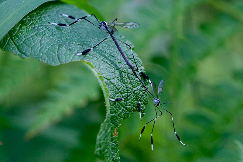 Phantom Crane Flies