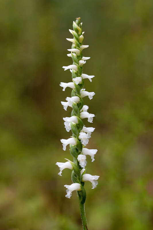 Nodding Ladies-tresses