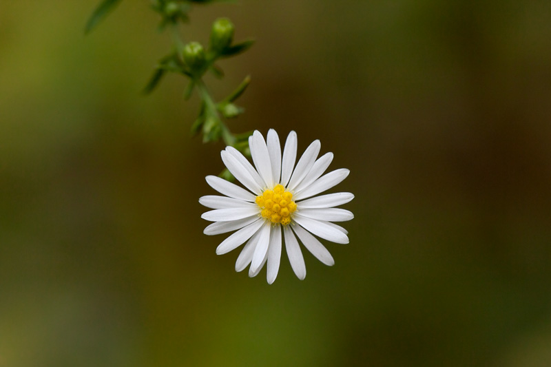 Heath Aster