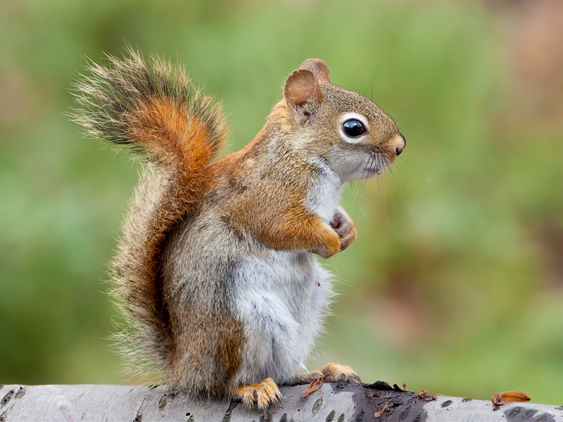 Red Squirrel