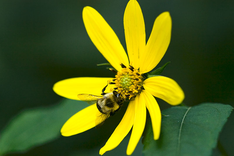 Bumblebee on Sunflower