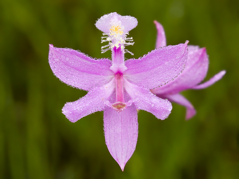 Grass Pink Orchid with Dew