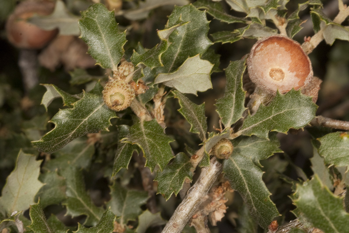 Scrub Oak (<em>Quercus berberidifolia</em>)