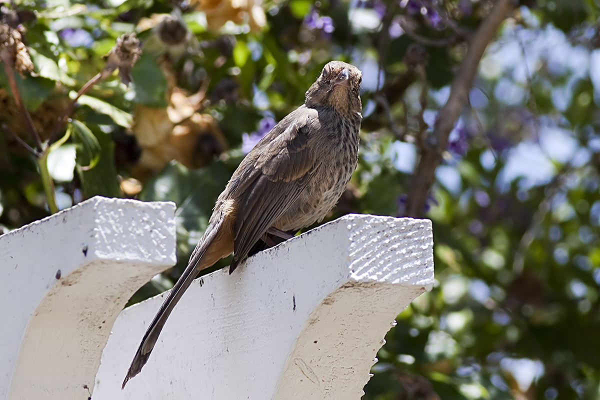 Brown-headed Cowbird