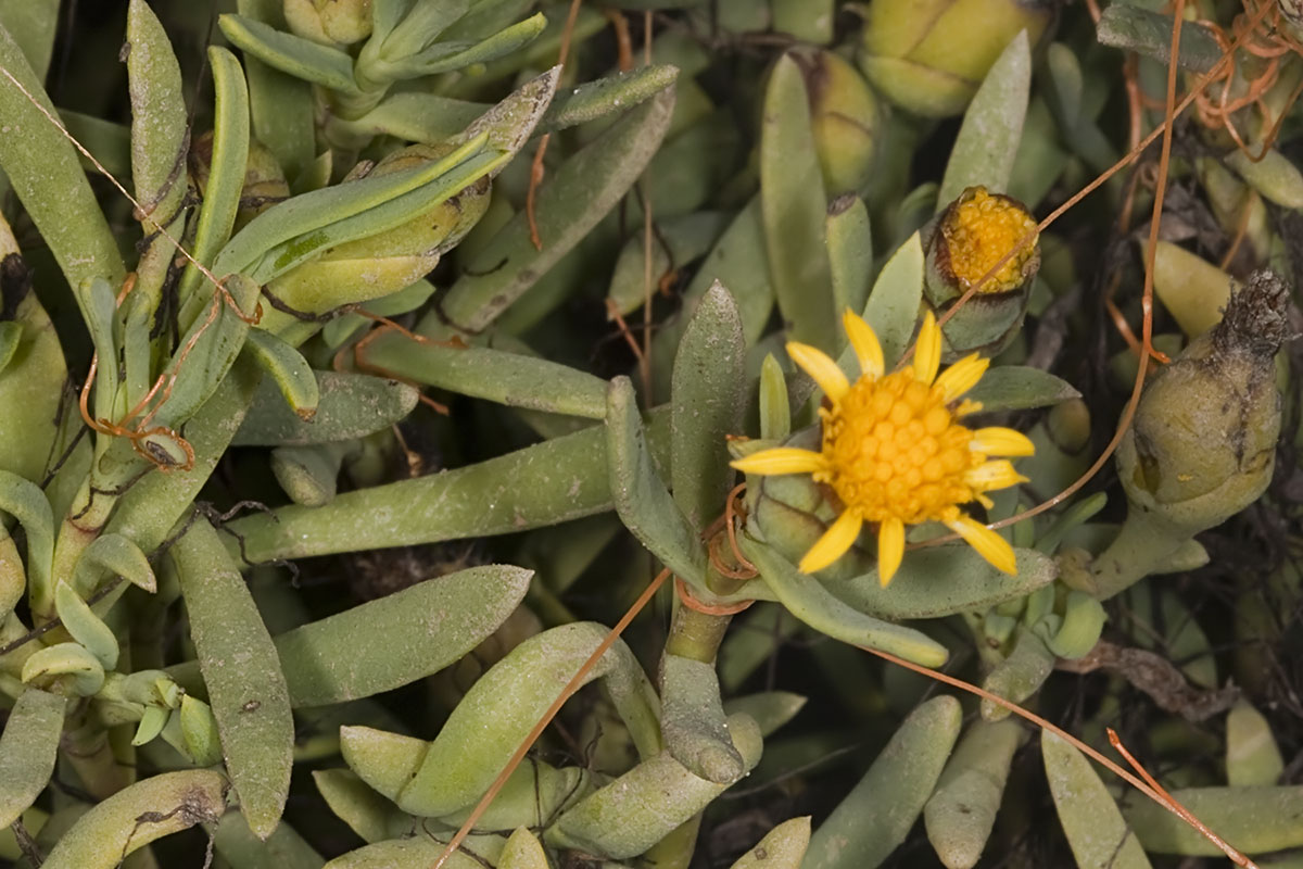 Salty Susan (<em>Jaumea carnosa</em>)