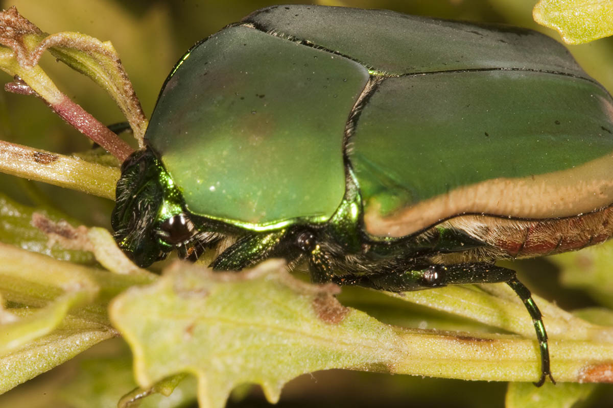 Green Fruit Beetle (<em> Cotinis mutabilis</em>)