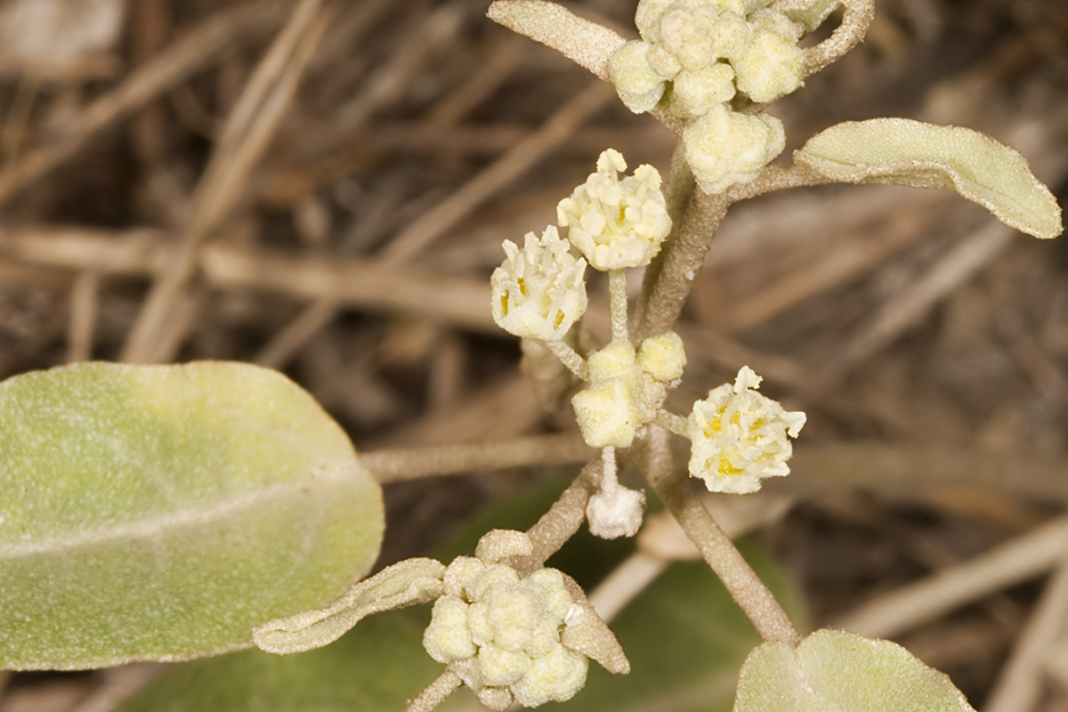 California Croton (<em>Croton calfornicus</em>)