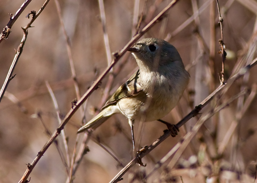 Ruby-crowned Kinglet