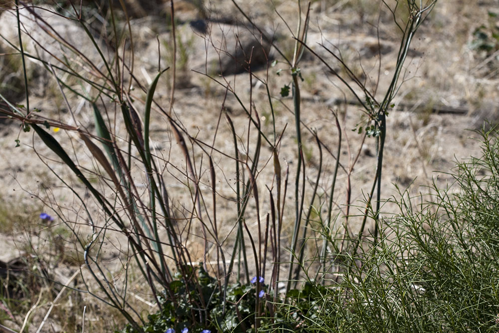 Desert Trumpet (<em>Eriogonum inflatum</em>)