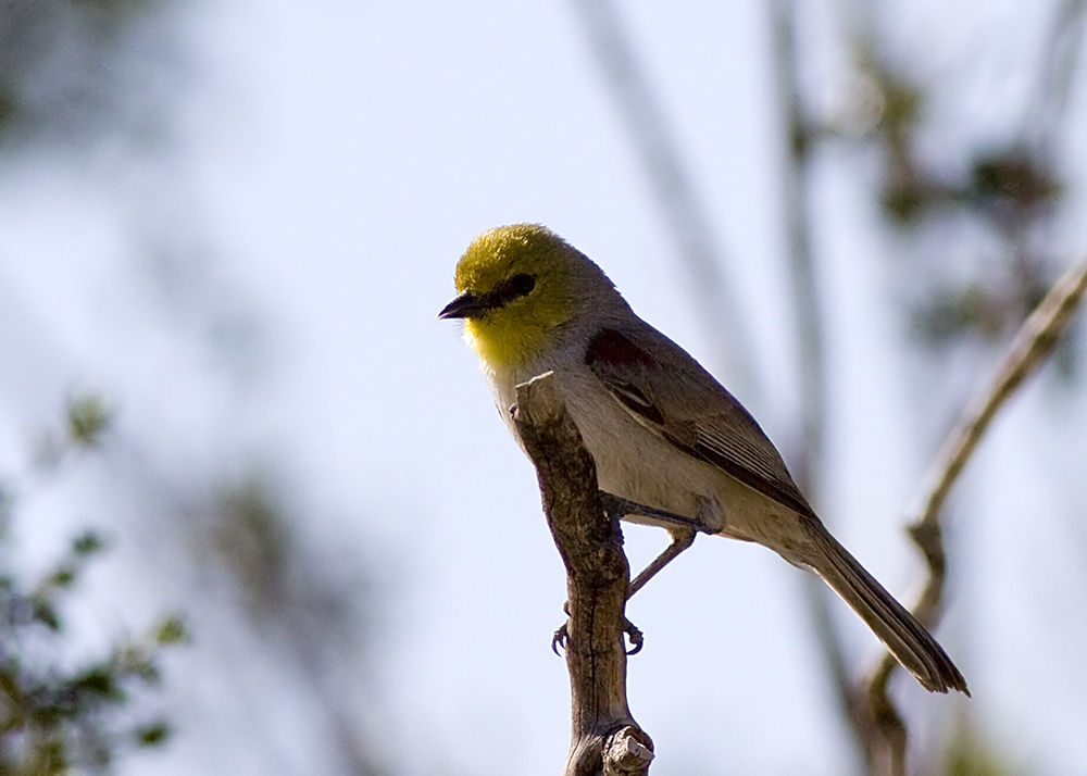 Verdin