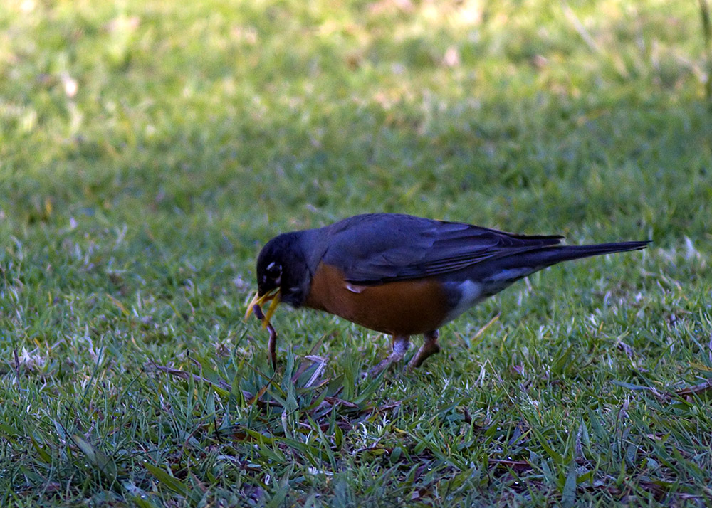 American Robin