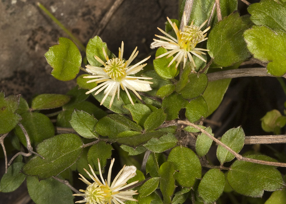 Virgins Bower (<em>Clematis pauciflora</em>)