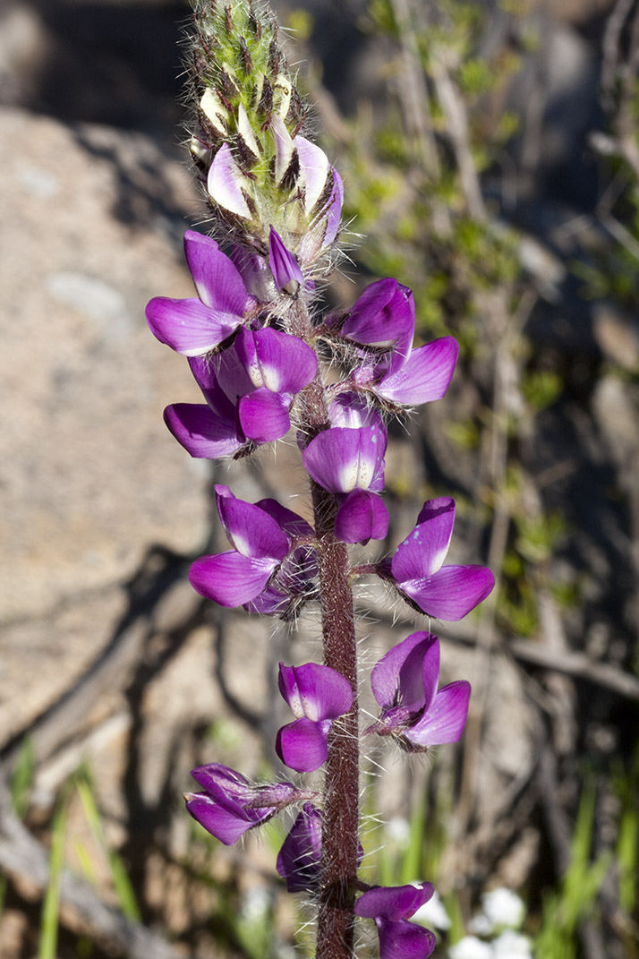 Stinging Lupine (<em>Lupinus hirsutissimus</em>)