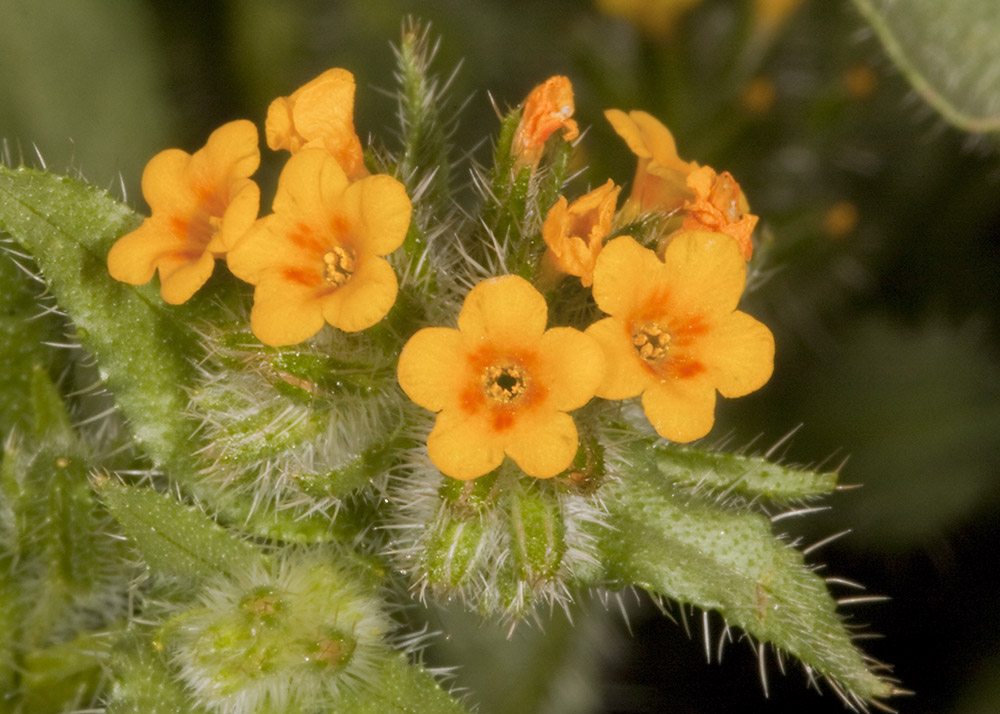 Ranchers Fiddleneck  (<em> Amsinckia tmenziesii<em/>)