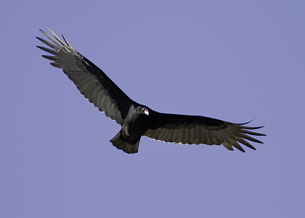 Turkey Vulture (immature)