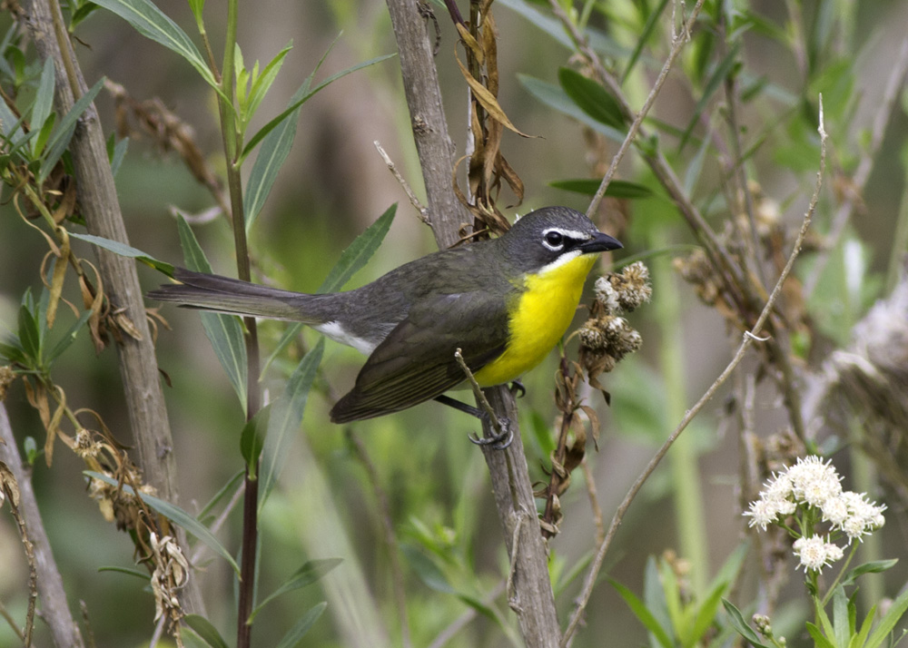 Yellow-breasted Chat