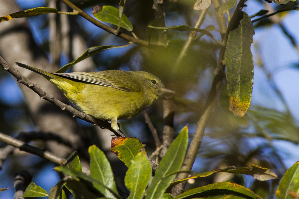 Orange-crowned Warbler