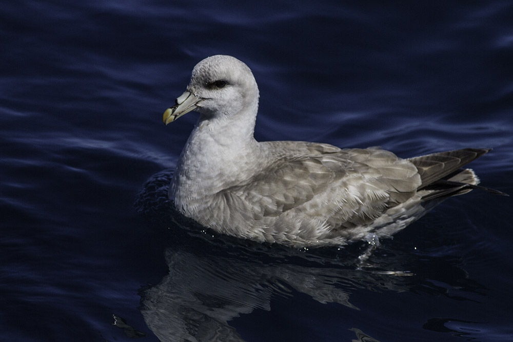 Northern Fulmar