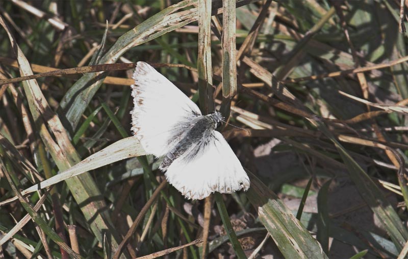 Checkered  White (<em>Pontia protodice</em> )