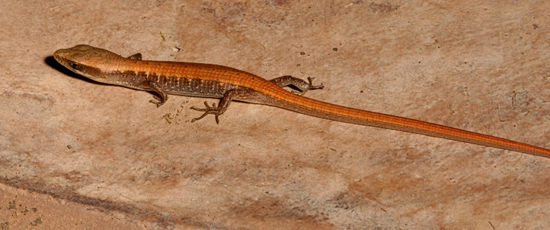 Alligator Lizard - young