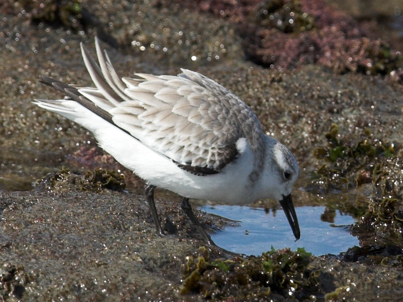 Sanderling