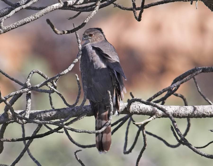 Coopers Hawk