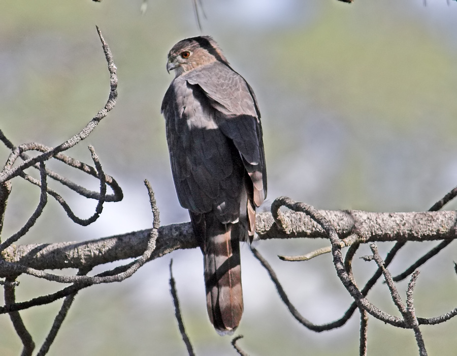 Coopers Hawk