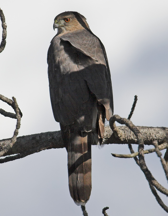 Coopers Hawk