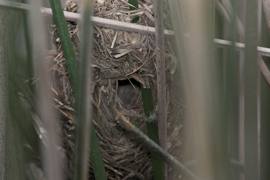 Marsh wren nest