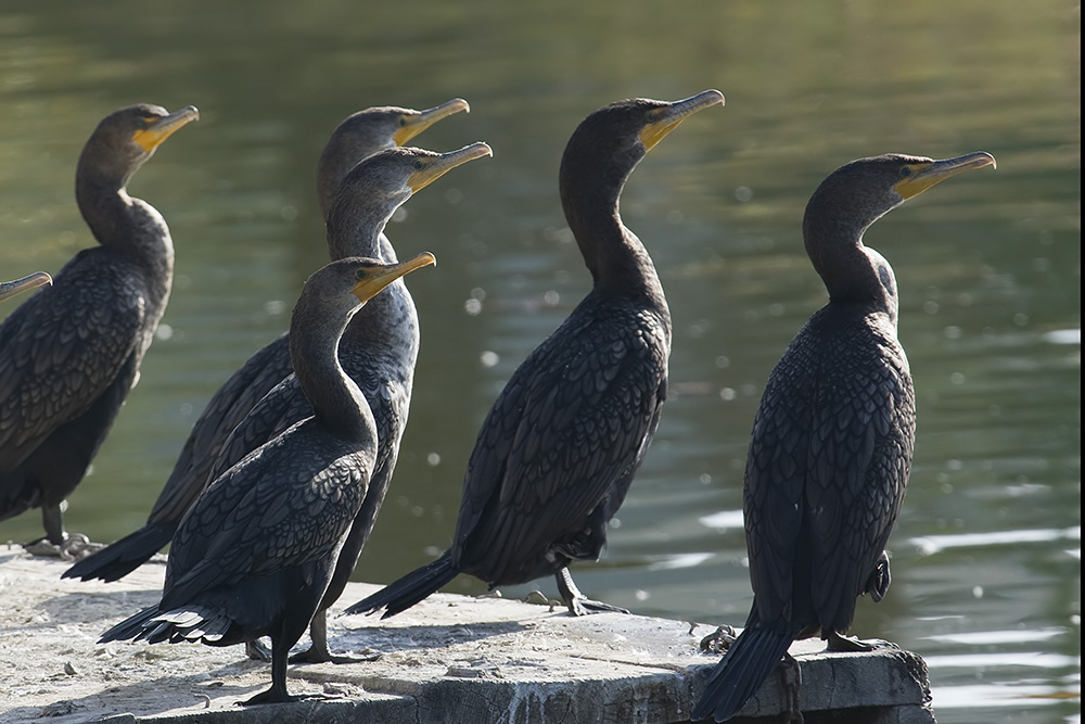 Double-crested Cormorants