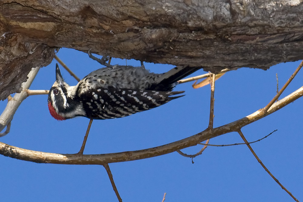 Nuttalls Woodpecker