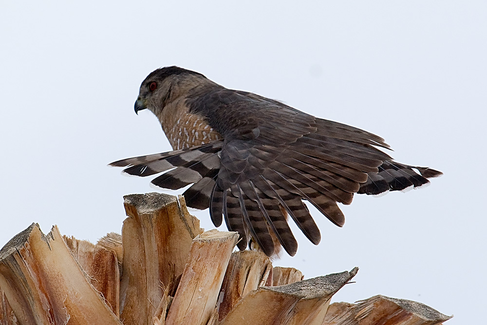 Coopers Hawk