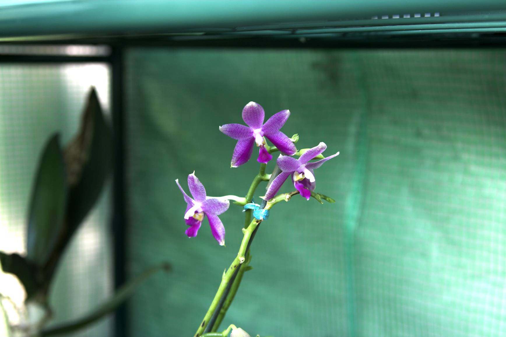 Some phal I got in Livermore
