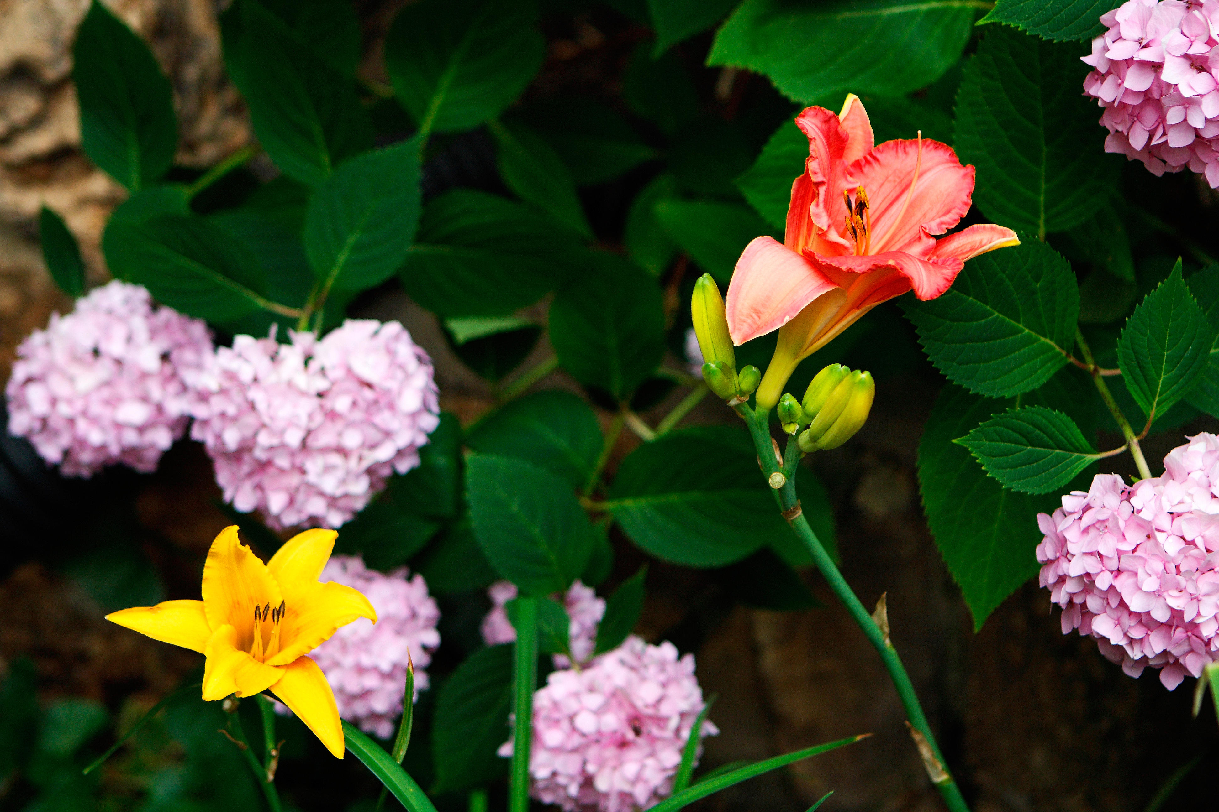 Sun Lillies