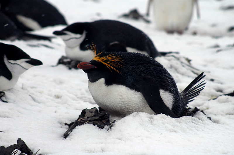 Macaroni penguin