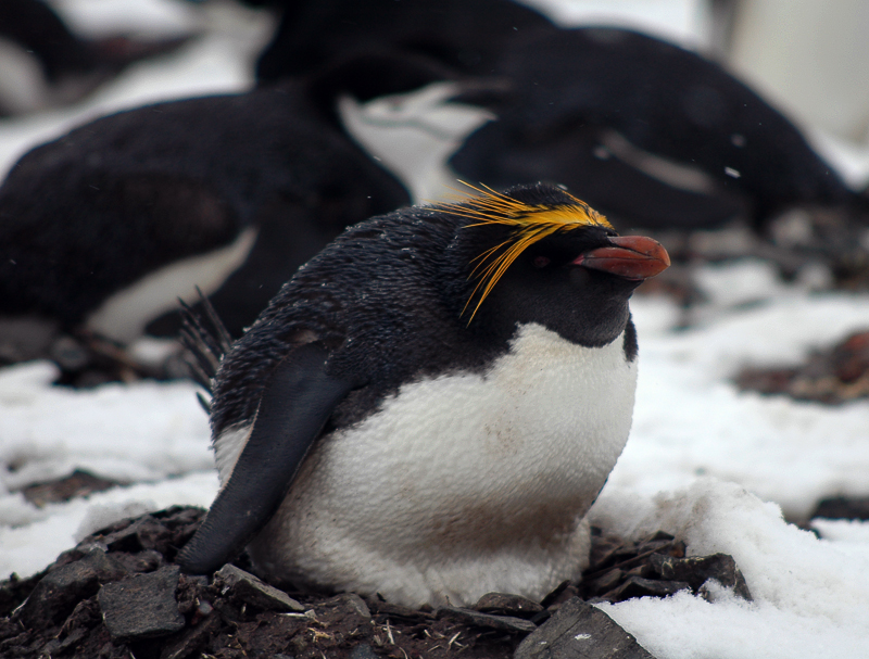 Macaroni penguin