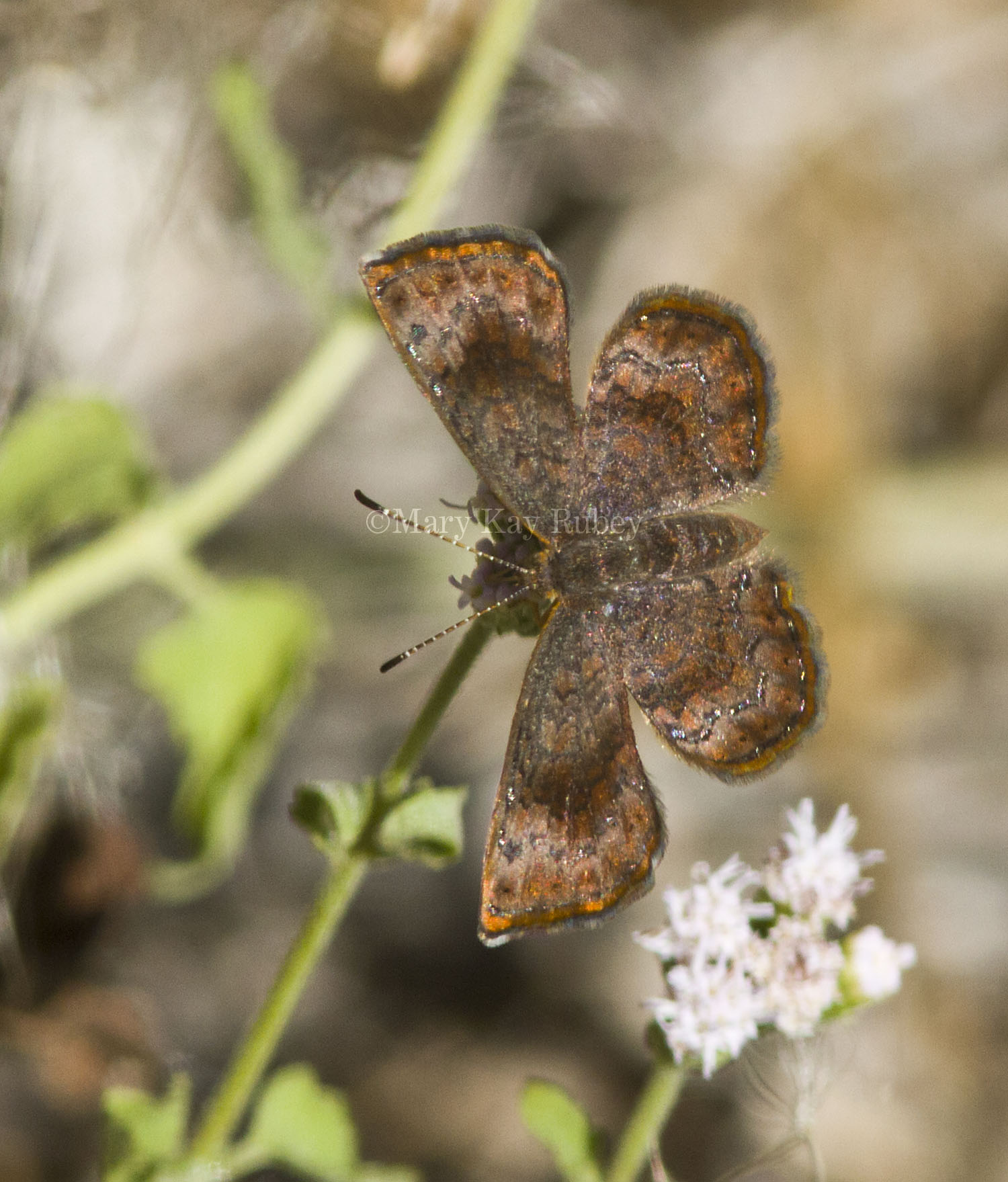 Rounded Metalmark _MG_1647.jpg