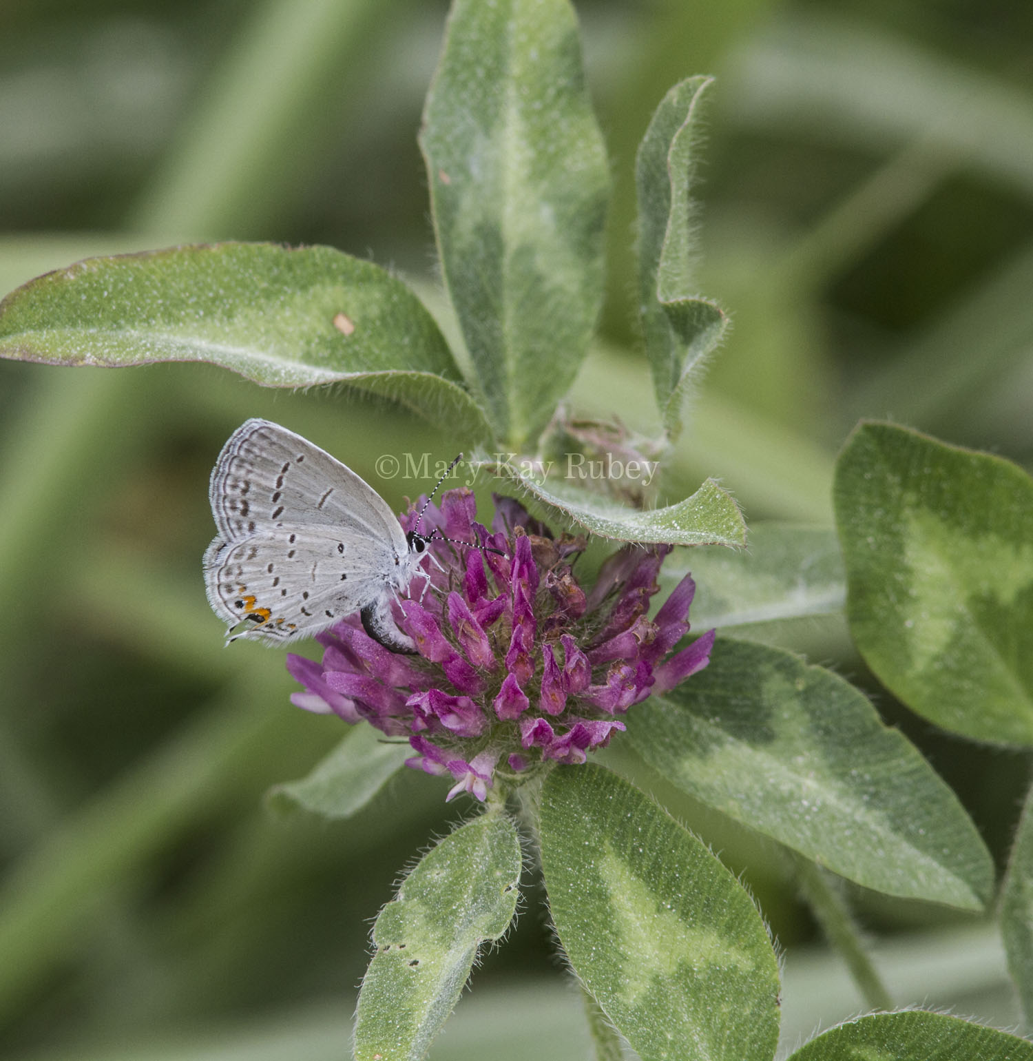 Eastern Tailed-blue female _MG_9984.jpg