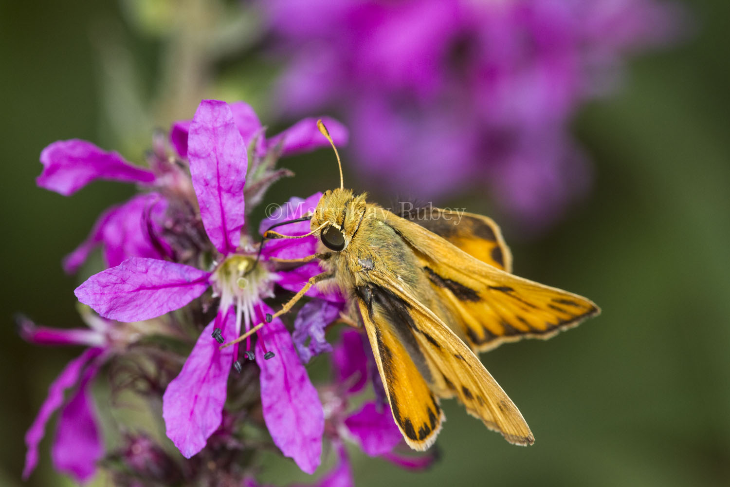 Fiery Skipper _MKR0528.jpg