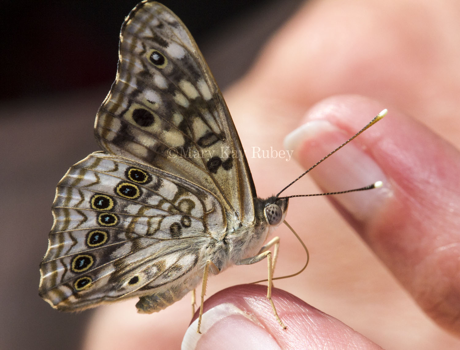 Hackberry Emperor on finger _MG_0878.jpg