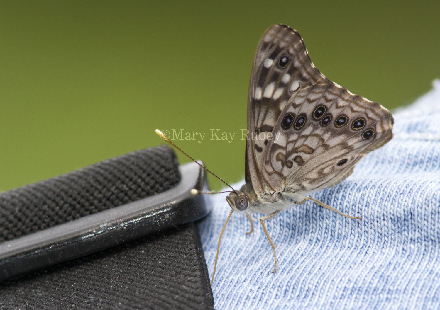 Hackberry Emperor on Bob _MG_9855.jpg