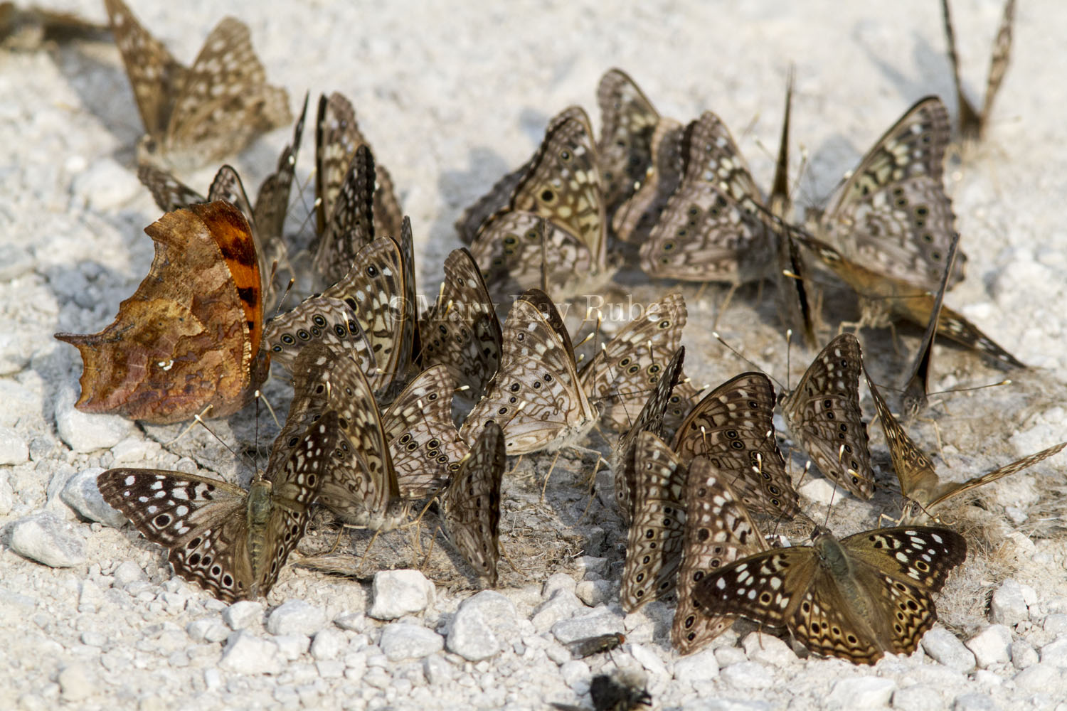 Hackberry Emperors puddling on remnants of a mammal carcass _MG_1823.jpg