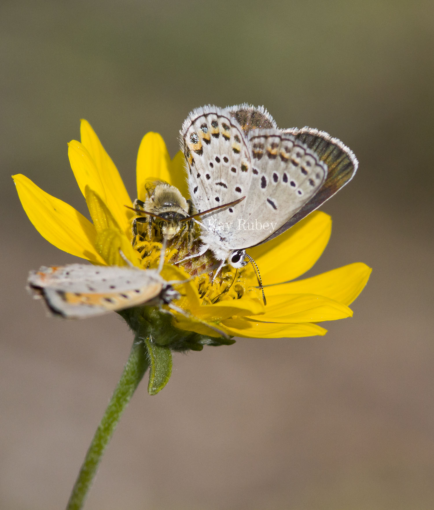 Karner Blue female  & American Copper MG9541.jpg