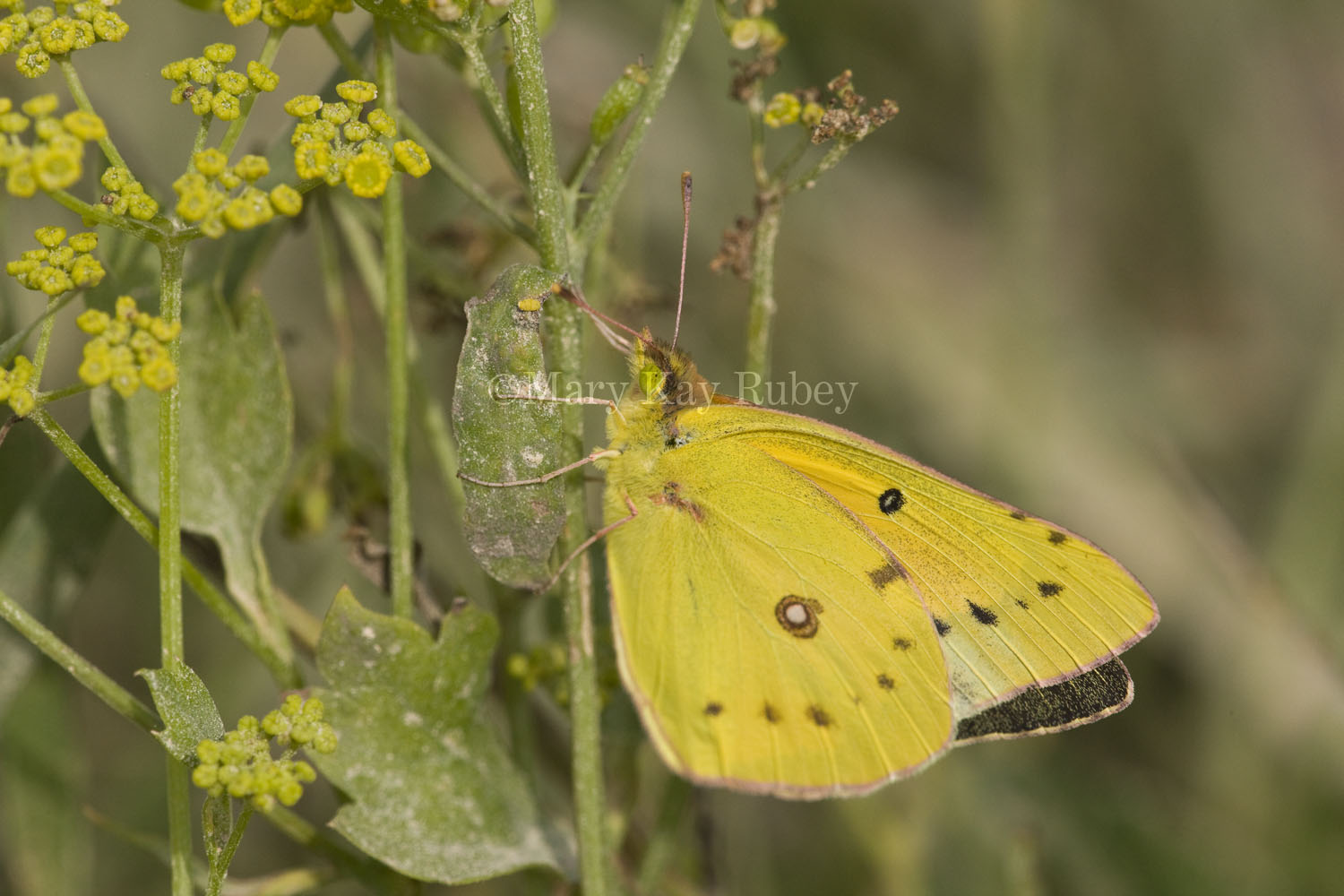 Orange Sulphur _11R7609.jpg