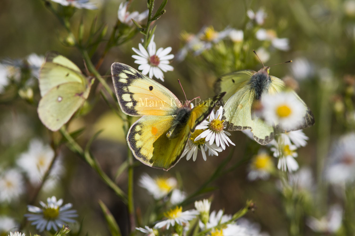 Orange Sulphur _MG_9744.jpg