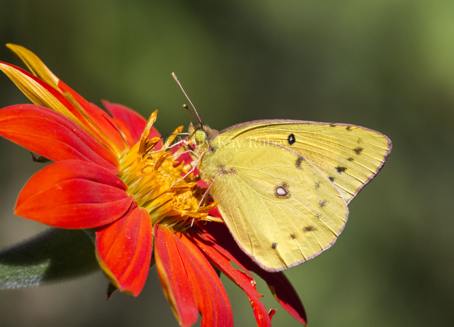 Orange Sulphur _MG_3555.jpg