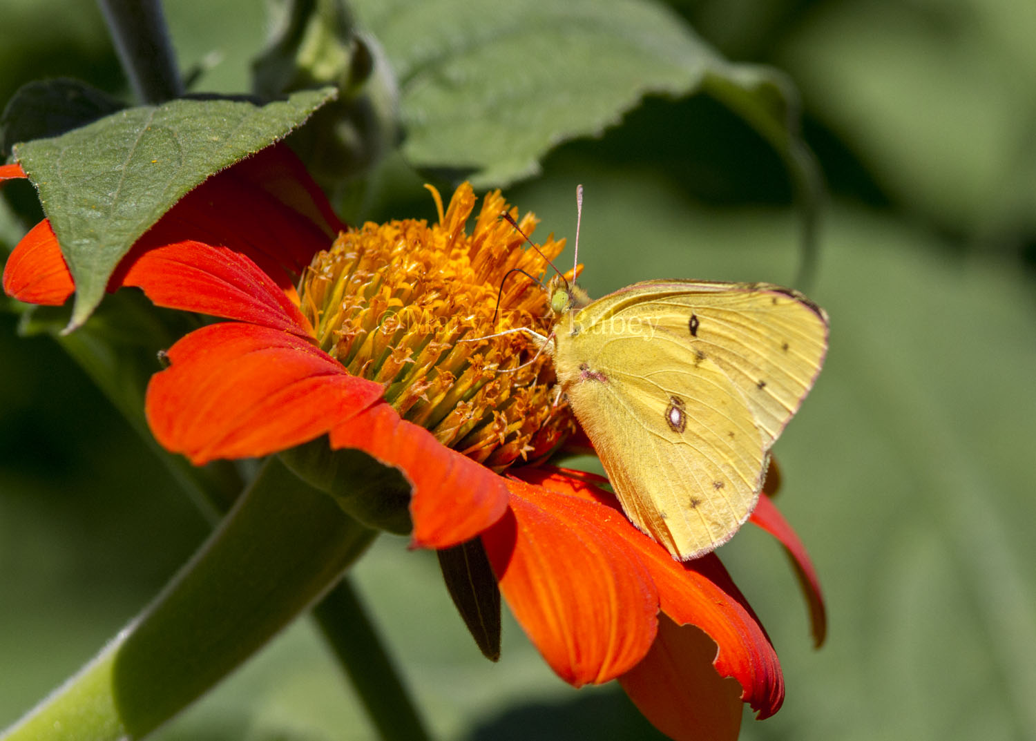 Orange Sulphur _MG_9875.jpg